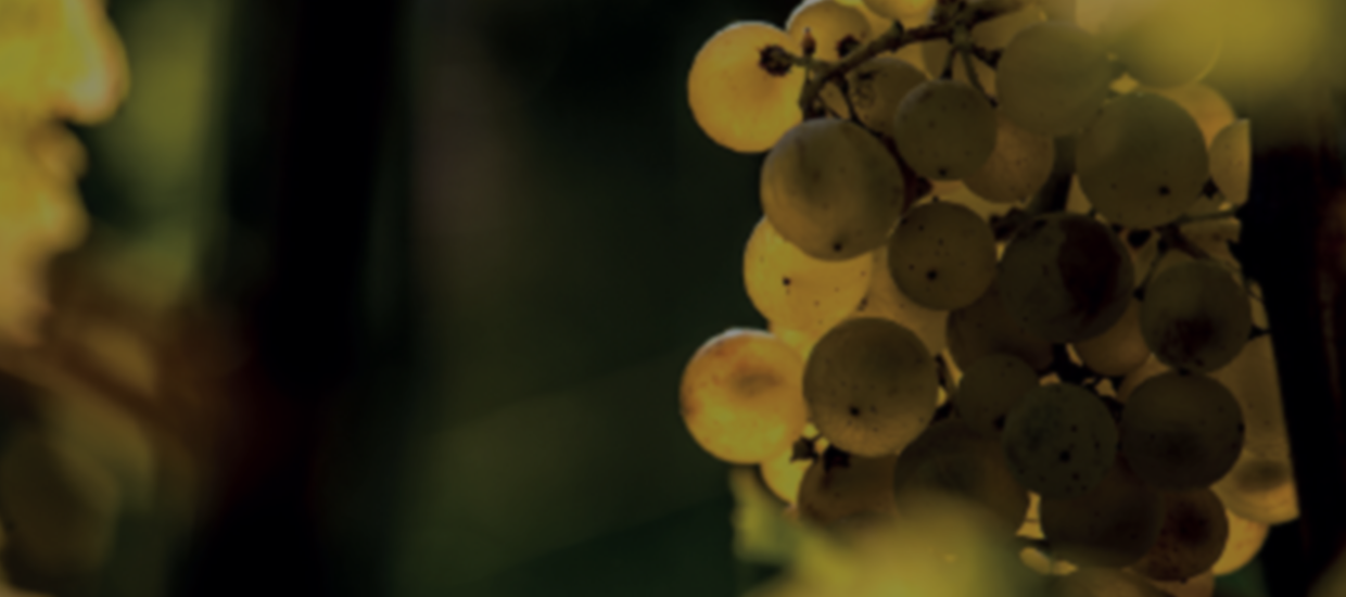 Le 5 Sans Soufre Ajouté de Sigalas 2016, le vin audacieux du Château