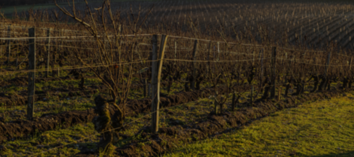 La Demoiselle de Sigalas 2015, le second vin blanc sec du Château